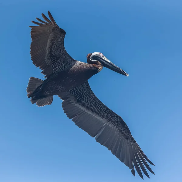 Uccello Pellicano Volante Nel Cielo Blu — Foto Stock