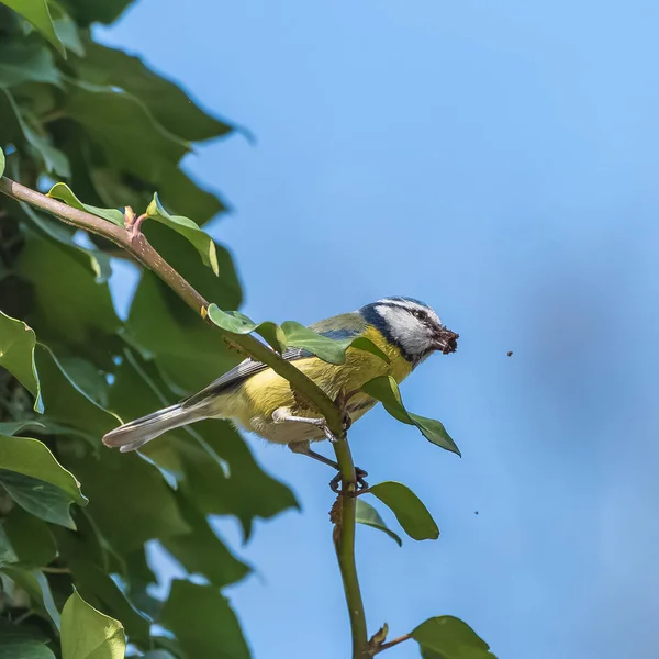 Tit Pássaro Bonito Empoleirado Tronco Árvore Fazendo Seu Ninho — Fotografia de Stock