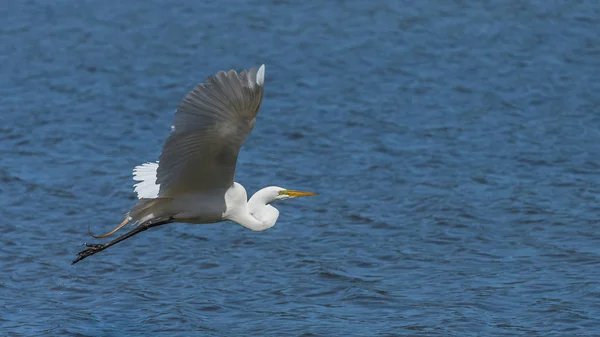 大白鹭鸟登陆蓝色海水表面 — 图库照片