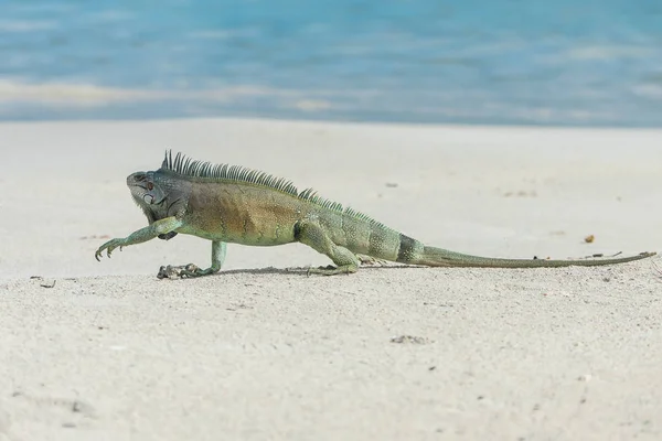 在沙滩上的蜥蜴食肉动物 绿色的蜥蜴行走 — 图库照片