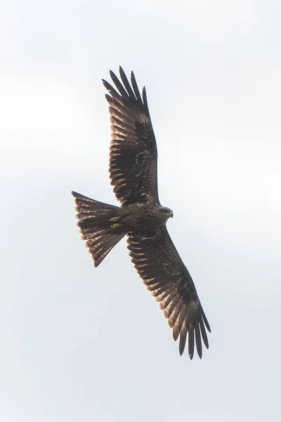 Yellow Billed Kite Milvus Aegyptius Afrikaanse Roofvogel — Stockfoto