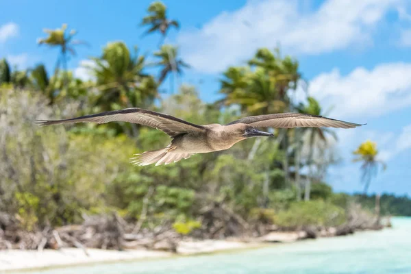 Hnědý Nastražená Sula Leucogaster Exotických Ptáků Létání Přistání Francouzské Polynésii — Stock fotografie
