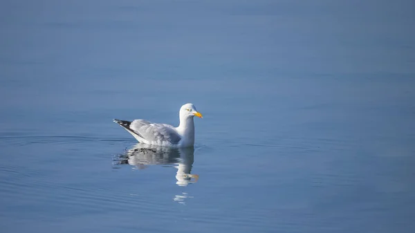 Möwe Weißer Vogel Schwimmt Auf Spiegelglatter See Spiegelung Auf Dem — Stockfoto