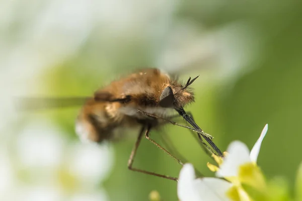 Insekt Frisst Nektar Einer Blume Frühling — Stockfoto