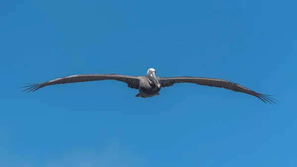 Pelícano Marrón Guadalupe Aves Volando —  Fotos de Stock