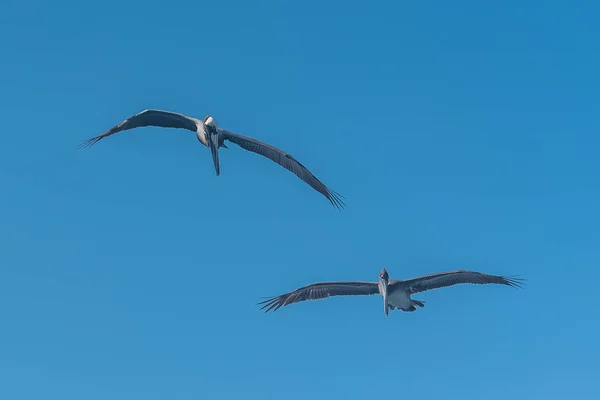 Två Flygande Pelican Fåglar Klarblå Himmel — Stockfoto