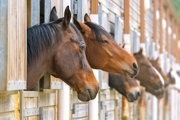 Beautiful Brown Horses Wooden Boxes Stable — Stock Photo, Image