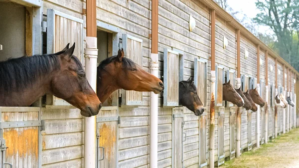 Mooie Bruine Paarden Houten Kisten Stabiel — Stockfoto