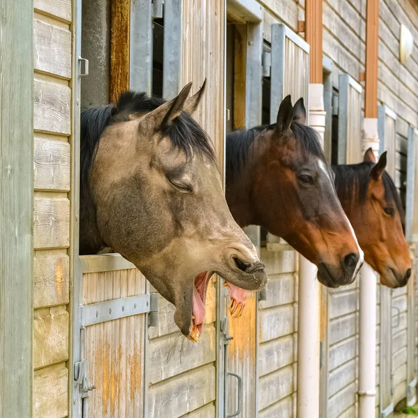 Viejo Caballo Que Relincha Establo Cabeza Divertida —  Fotos de Stock