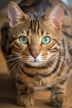     Yeşil gözlü, güzel evde beslenen hayvan, portre ile Bengal kedi 