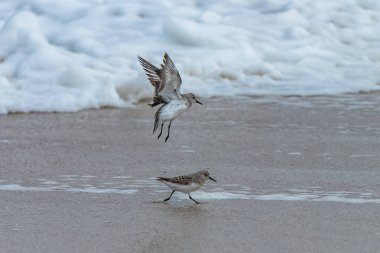     Sanderling, plajda çalışan küçük kuş 