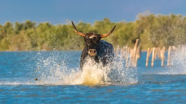     Suda, dörtnala boğa boğa Camargue içinde şarj 