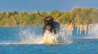     Bull galloping in the water, charging bull in Camargue  clipart