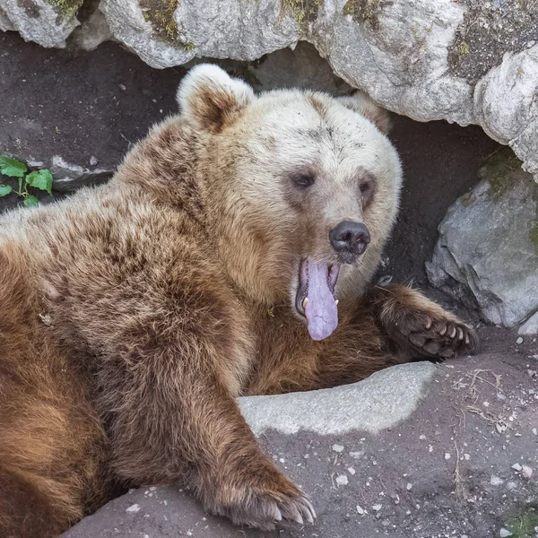 ヒグマのあくび 肖像画 — ストック写真