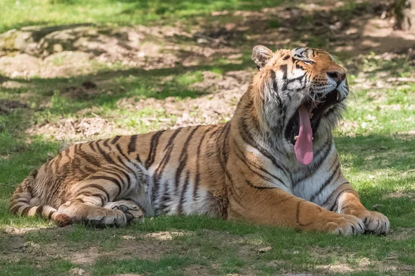 Sbadigliare Tigre Del Bengala Sdraiata Terra All Aperto — Foto Stock