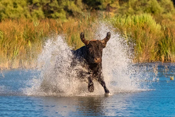 Bull galloping in the water, charging bull in Camargue