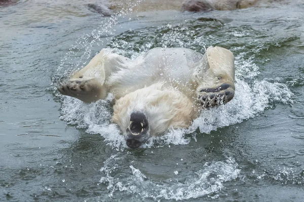 Orso Polare Bianco Che Gioca Acqua Fredda — Foto Stock