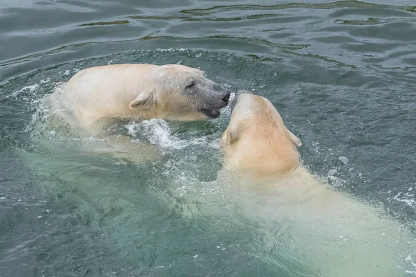 Due Giocherelloni Orsi Polari Bianchi Acqua Fredda — Foto Stock