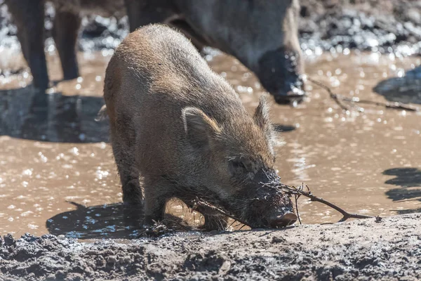 Sus Scrofa 在泥浴 — 图库照片