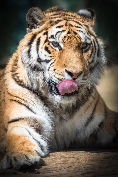 Wildlife Bengal Tiger Animal Showing Tongue — Stock Photo, Image