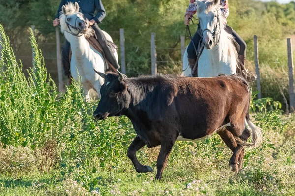 Bull Running Field Sorting Bulls Camargue — Stock Photo, Image