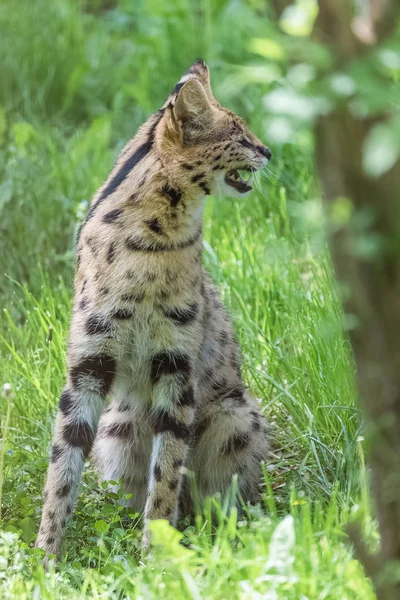 Forest Yakınındaki Yeşil Çayır Üzerinde Güzel Serval Duran — Stok fotoğraf