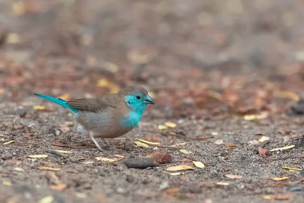 Paruline Bleue Uraeginthus Angolensis Petit Oiseau Bleu Sao Tomé — Photo