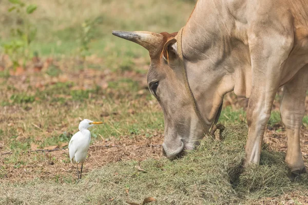 Западная Цапля Красивая Белая Птица Поле Смотрящая Корову — стоковое фото