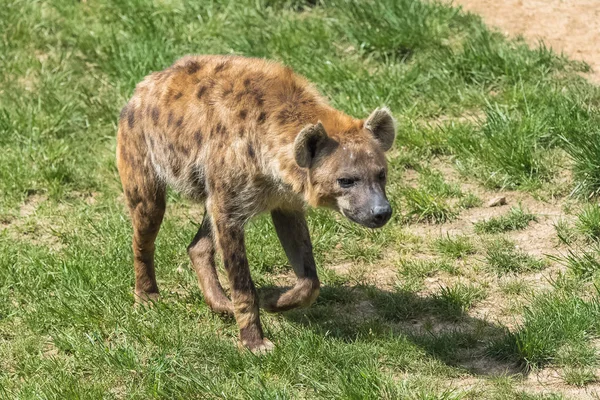 ブチハイエナ 野生動物が草の上を歩く — ストック写真