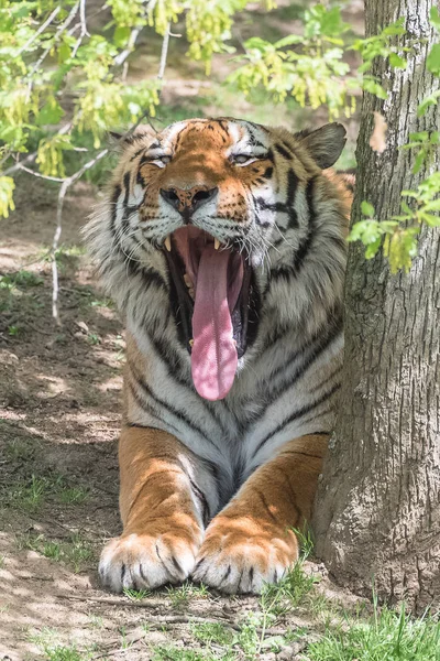 孟加拉虎的野生动物 打哈欠的老虎 — 图库照片