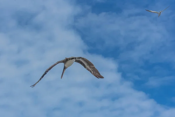 Fliegende Weiße Möwen Und Pelikane Blauen Himmel — Stockfoto