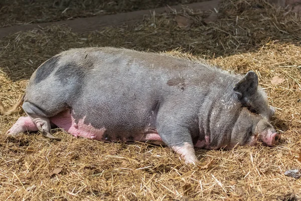 干し草の眠る人ピンクの豚 — ストック写真