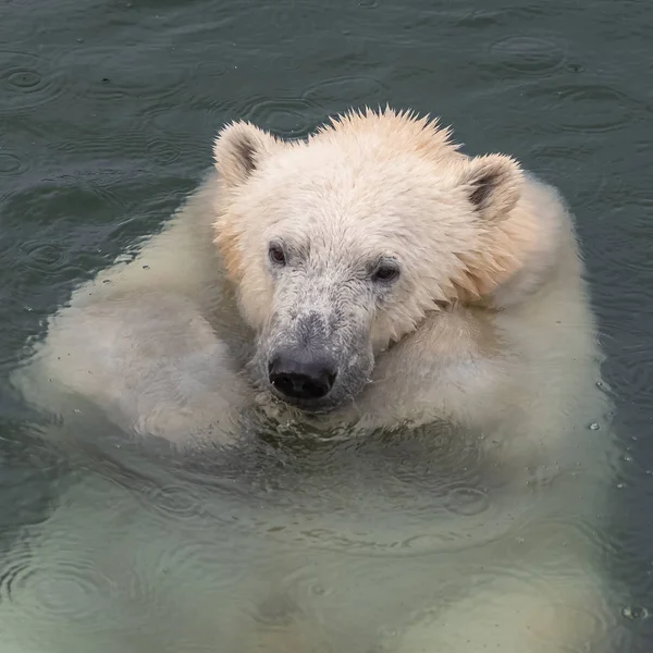Orso Polare Bianco Acqua Fredda — Foto Stock