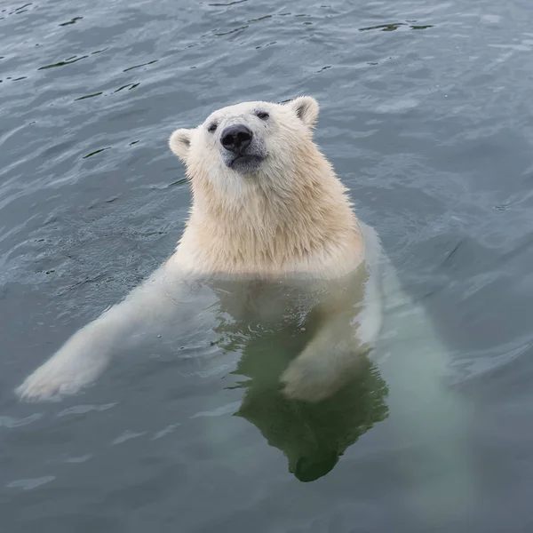 Ours Blanc Nageant Dans Eau Froide — Photo