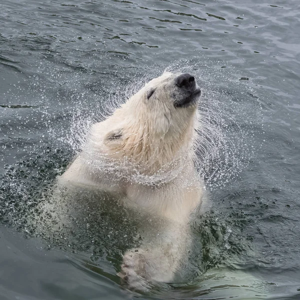 Orso Polare Bianco Che Nuota Acqua Fredda Ondeggia Testa Bagnata — Foto Stock