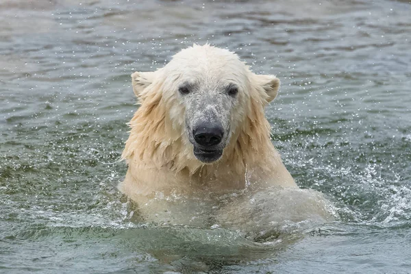 Bagnato Bianco Orso Polare Nuotare Acqua Fredda — Foto Stock