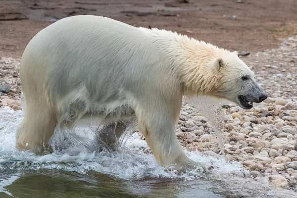 Мокрий Білий Полярний Ведмідь Ходить Пляжі — стокове фото