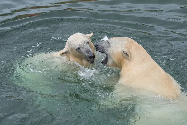 Dwa Figlarny Biały Niedźwiedź Polarny Zimnej Wodzie — Zdjęcie stockowe