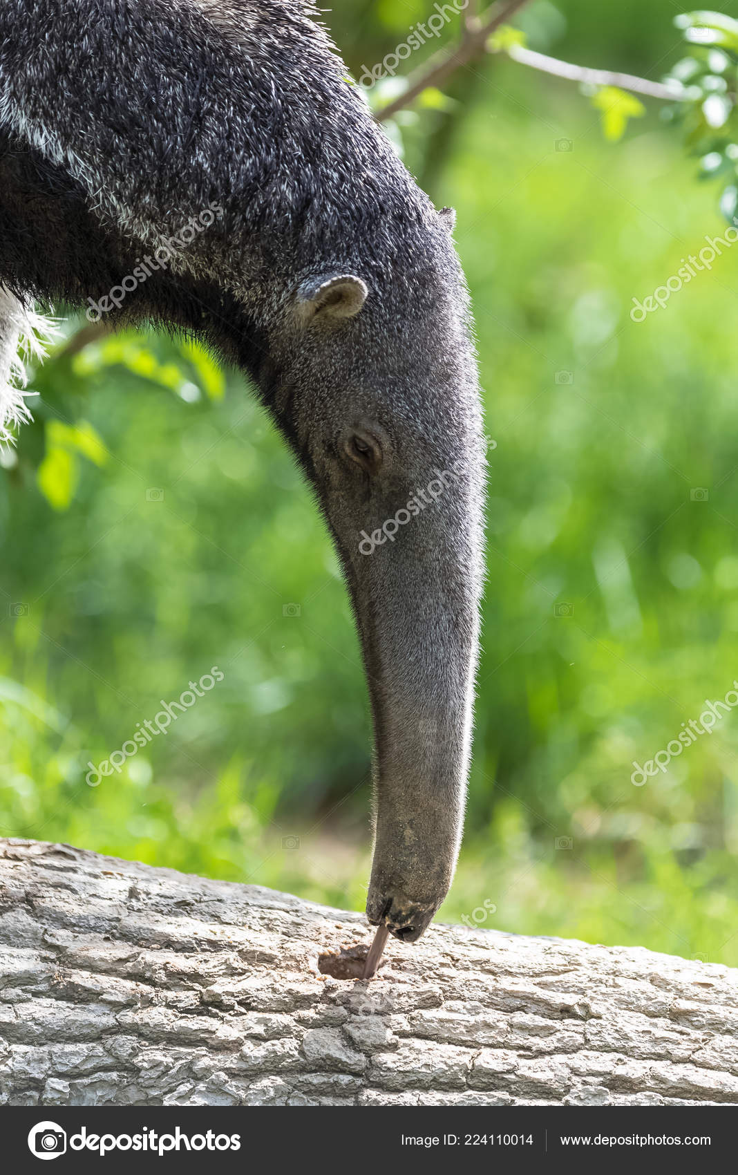Giant Anteater Animal Eating Ants Tree Trunk Stock Photo by ©pascalegueret  224110014