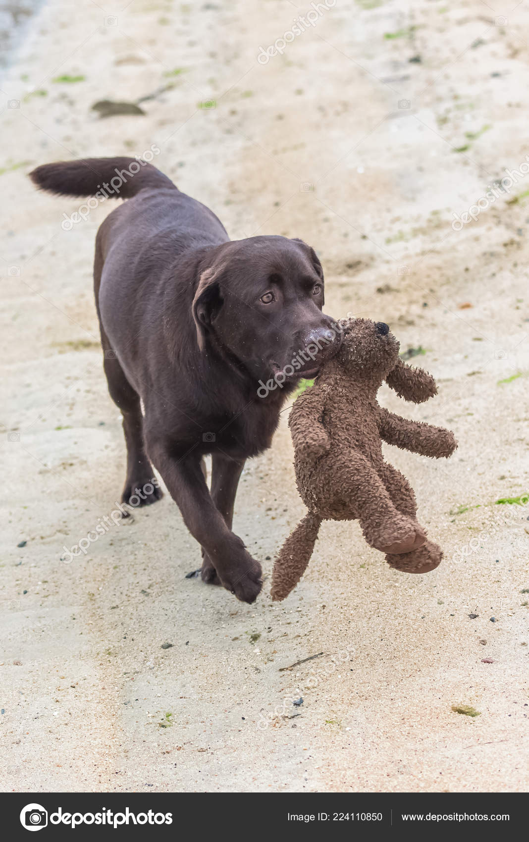 labrador teddy