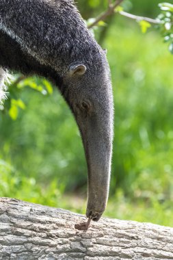 Giant Anteater, animal eating ants in a tree trunk clipart