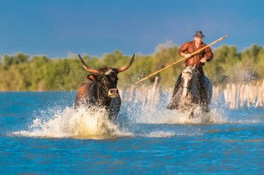     Bull galloping in the water, charging bull in Camargue, with a rider clipart