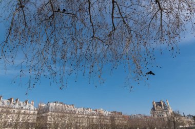 Paris, karga bahar, bir ağacın üzerinde rue de Rivoli, Tuileries Bahçe, genel parktan görüntülemek 