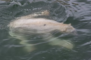 bir beyaz kutup ayısı soğuk su altında yüzmek 