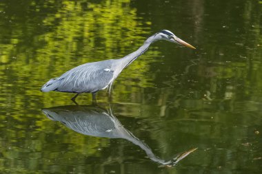     Heron, Ardea cinerea, kuş balık gölde, su yansıma 