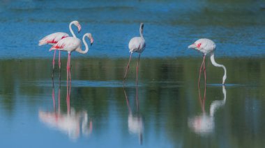     Pembe flamingo göldeki su yansıma yemek 