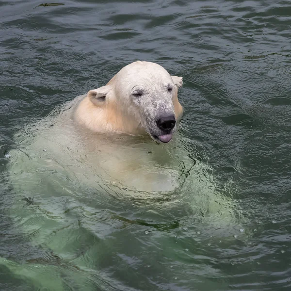 Orso Polare Bianco Che Mostra Lingua Acqua — Foto Stock