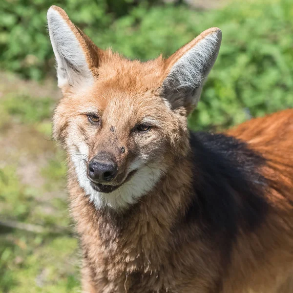 Zbliżenie Wilk Grzywiasty Chrysocyon Brachyurus — Zdjęcie stockowe