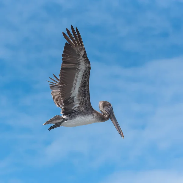 flying pelican bird in sky
