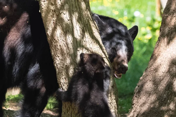 Ursus Americanus Cucciolo Orso Nero Americano Madre Che Gioca Sull — Foto Stock